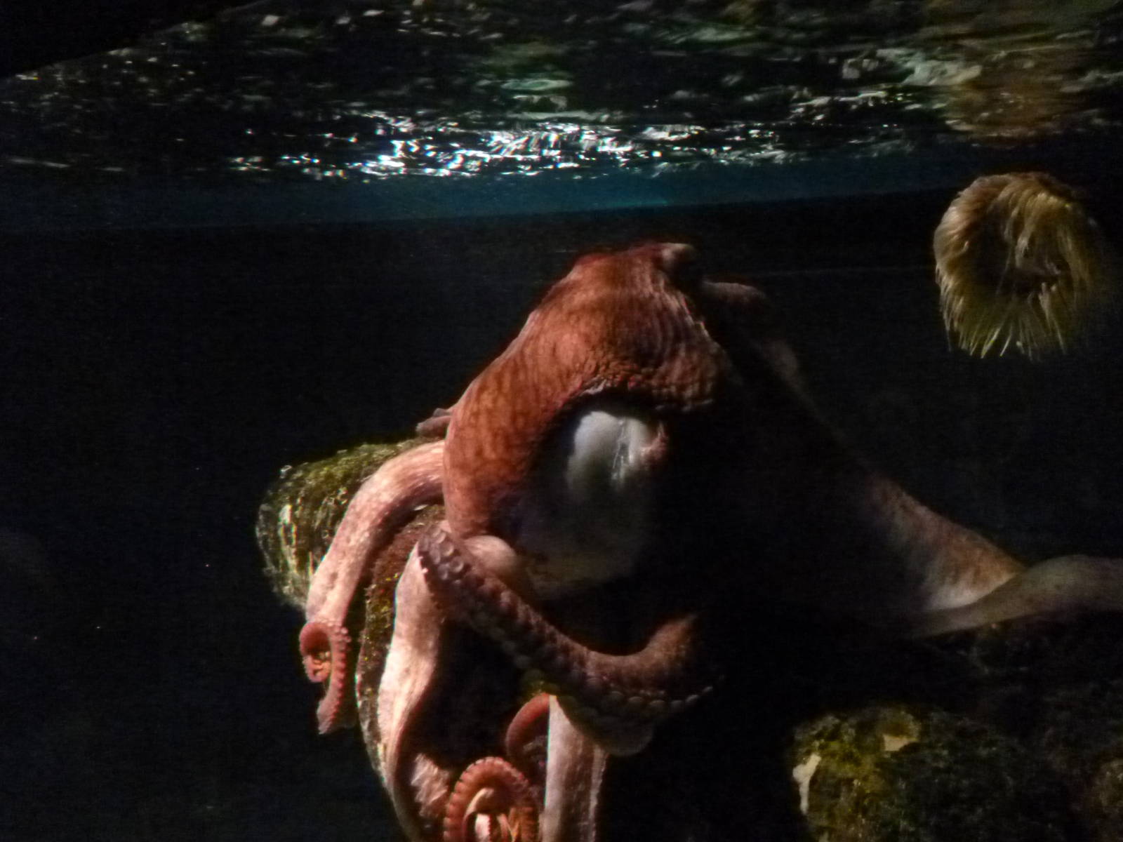 Oceanário de Lisboa 2011