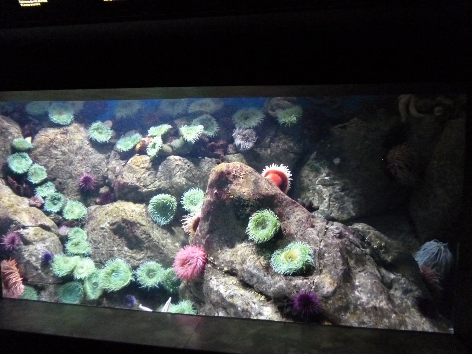 Oceanário de Lisboa 2011