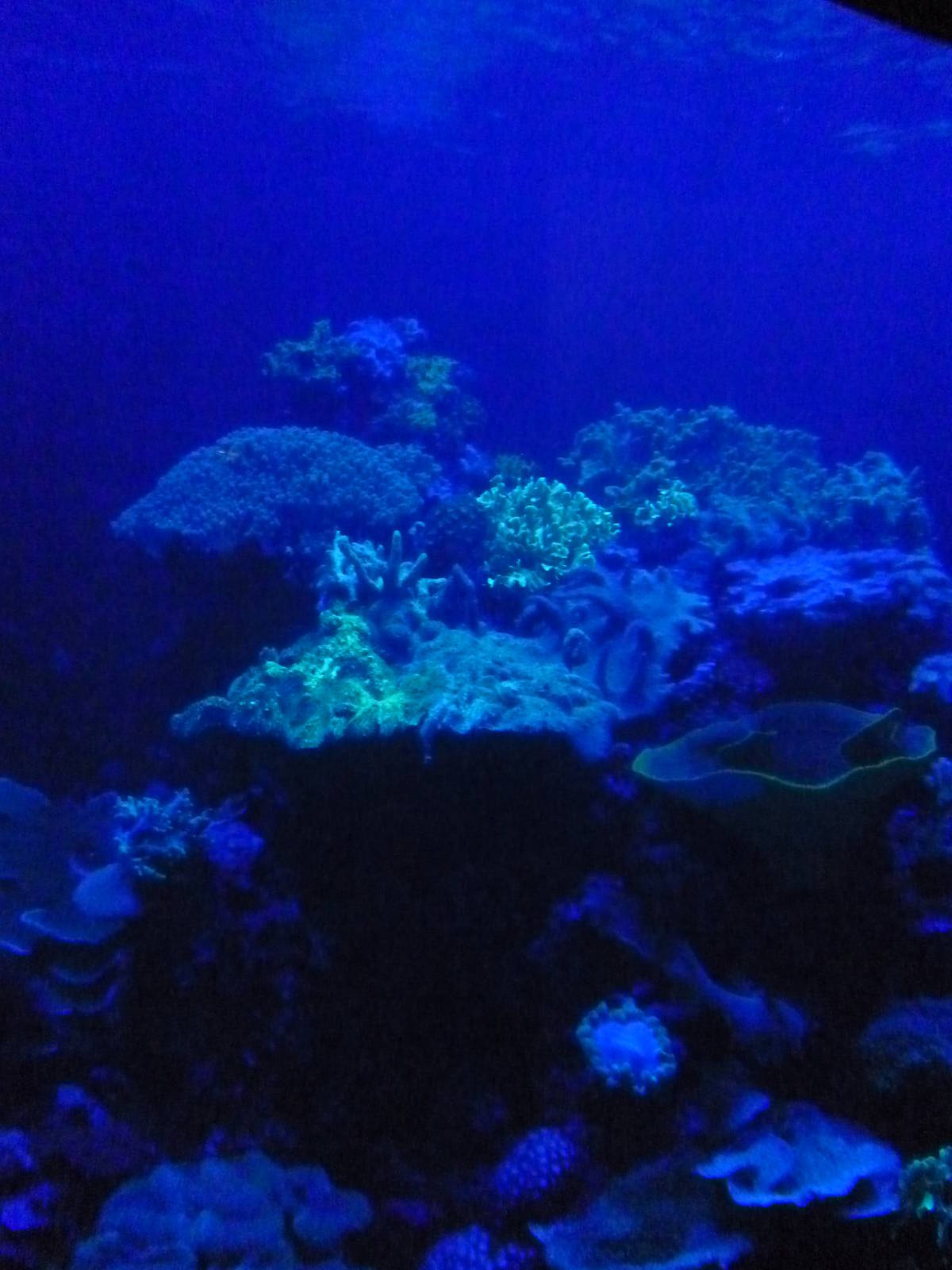 Oceanário de Lisboa 2011