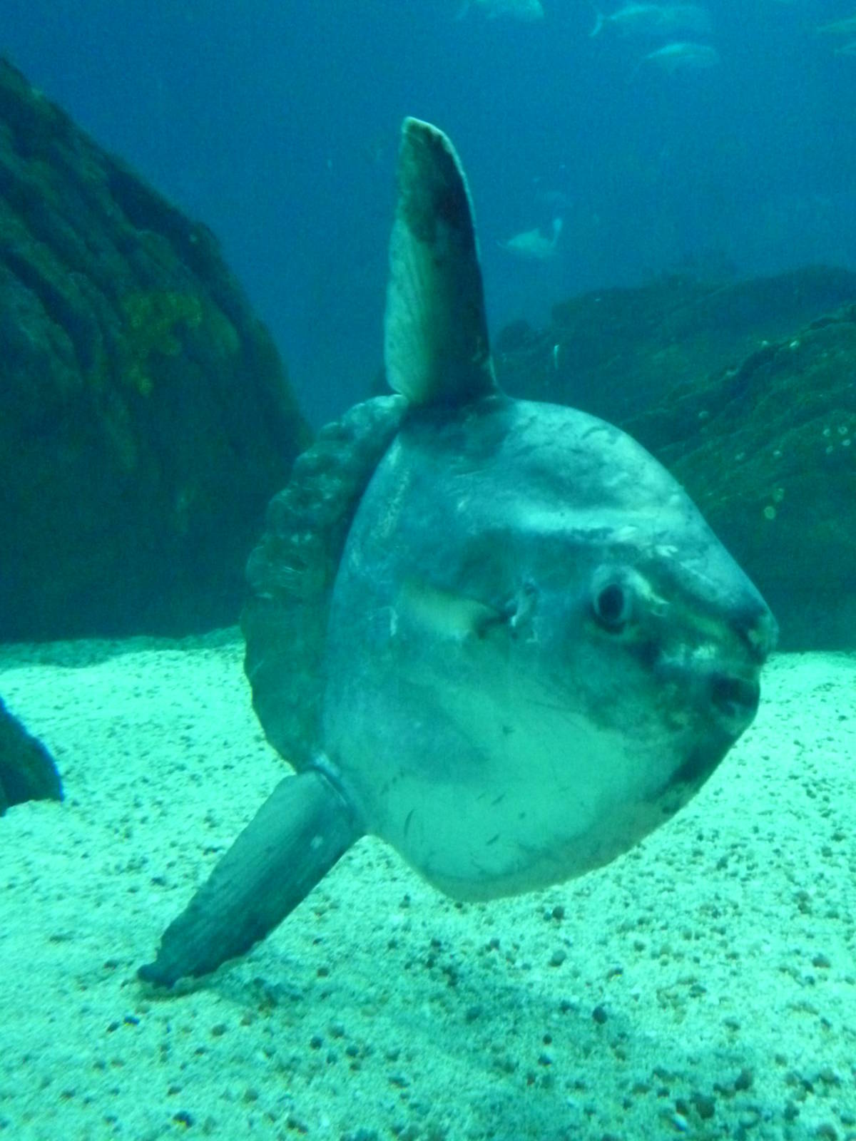 Oceanário de Lisboa 2011