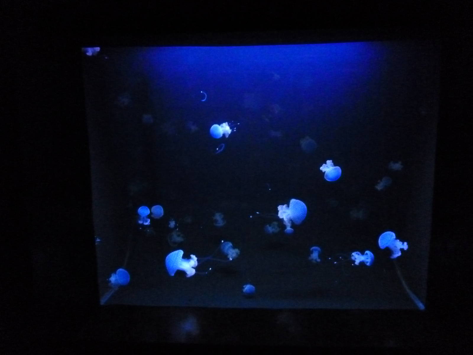 Oceanário de Lisboa 2011