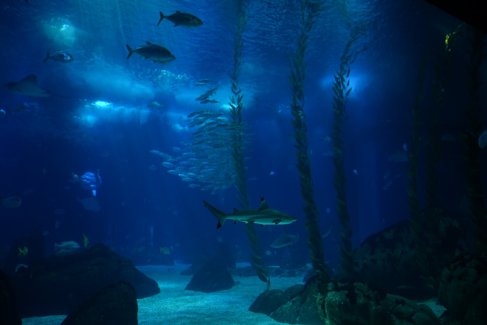 Oceanario main tank atmosphere