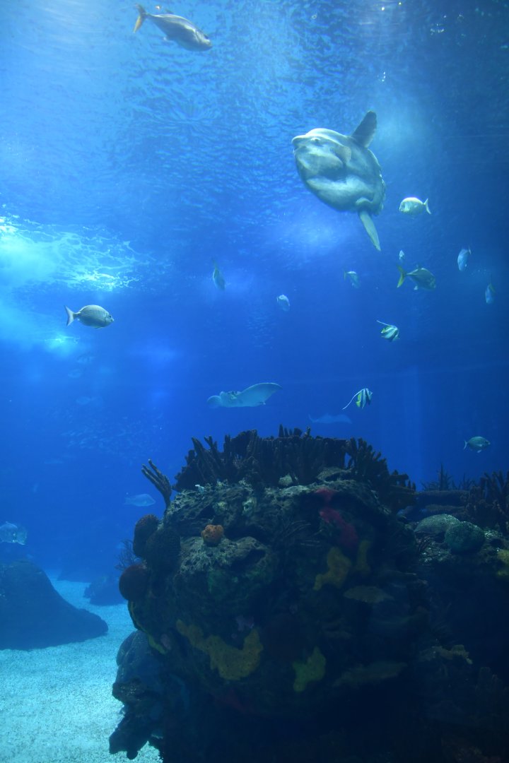 Oceanario main tank atmosphere