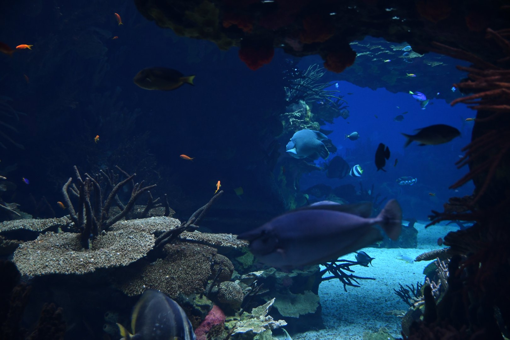 Oceanario reef tank atmosphere