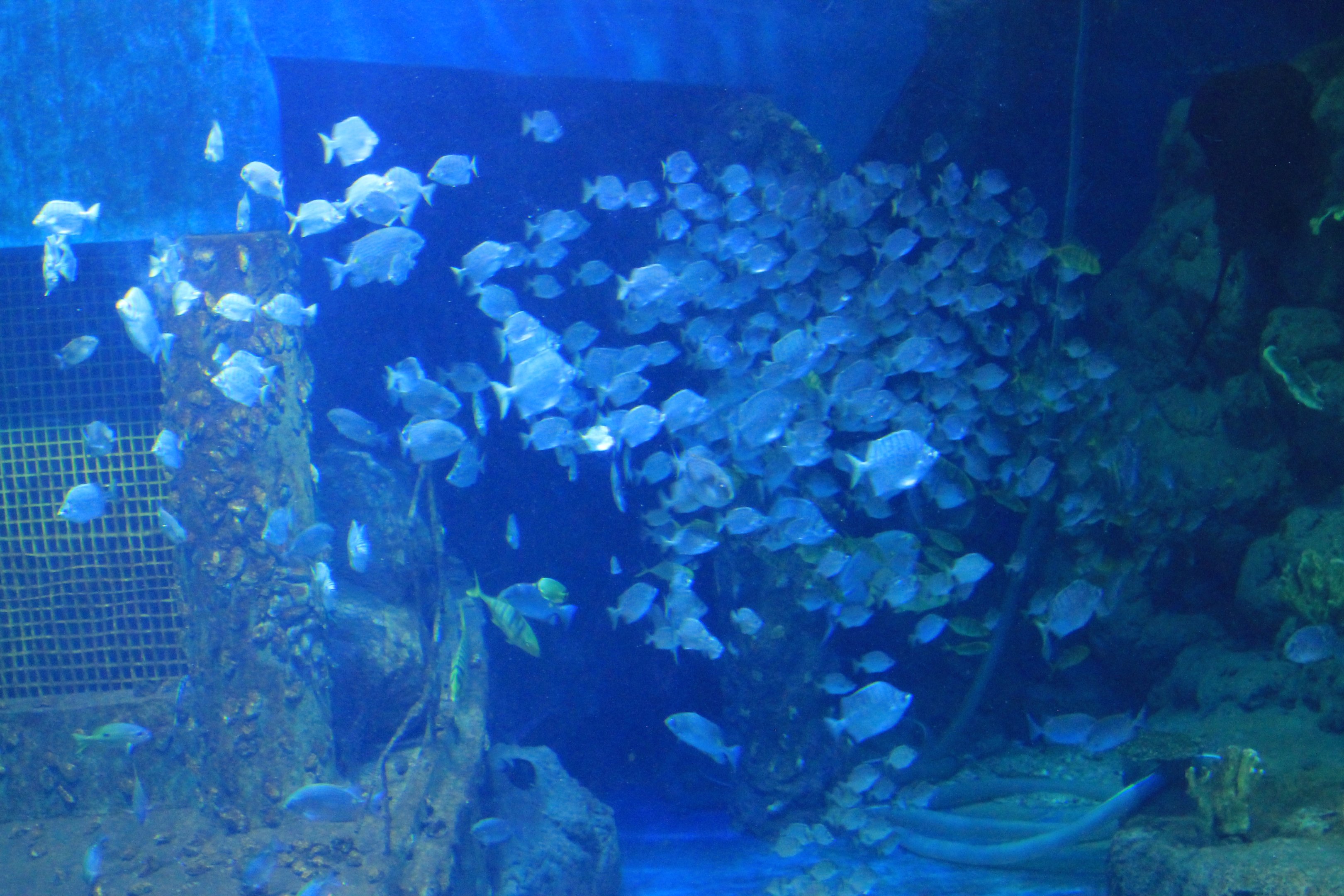 Oceanarium at Fantasy Aquarium, Xi'an