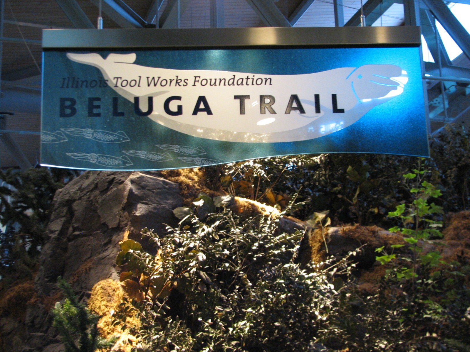Oceanarium - Beluga Trail