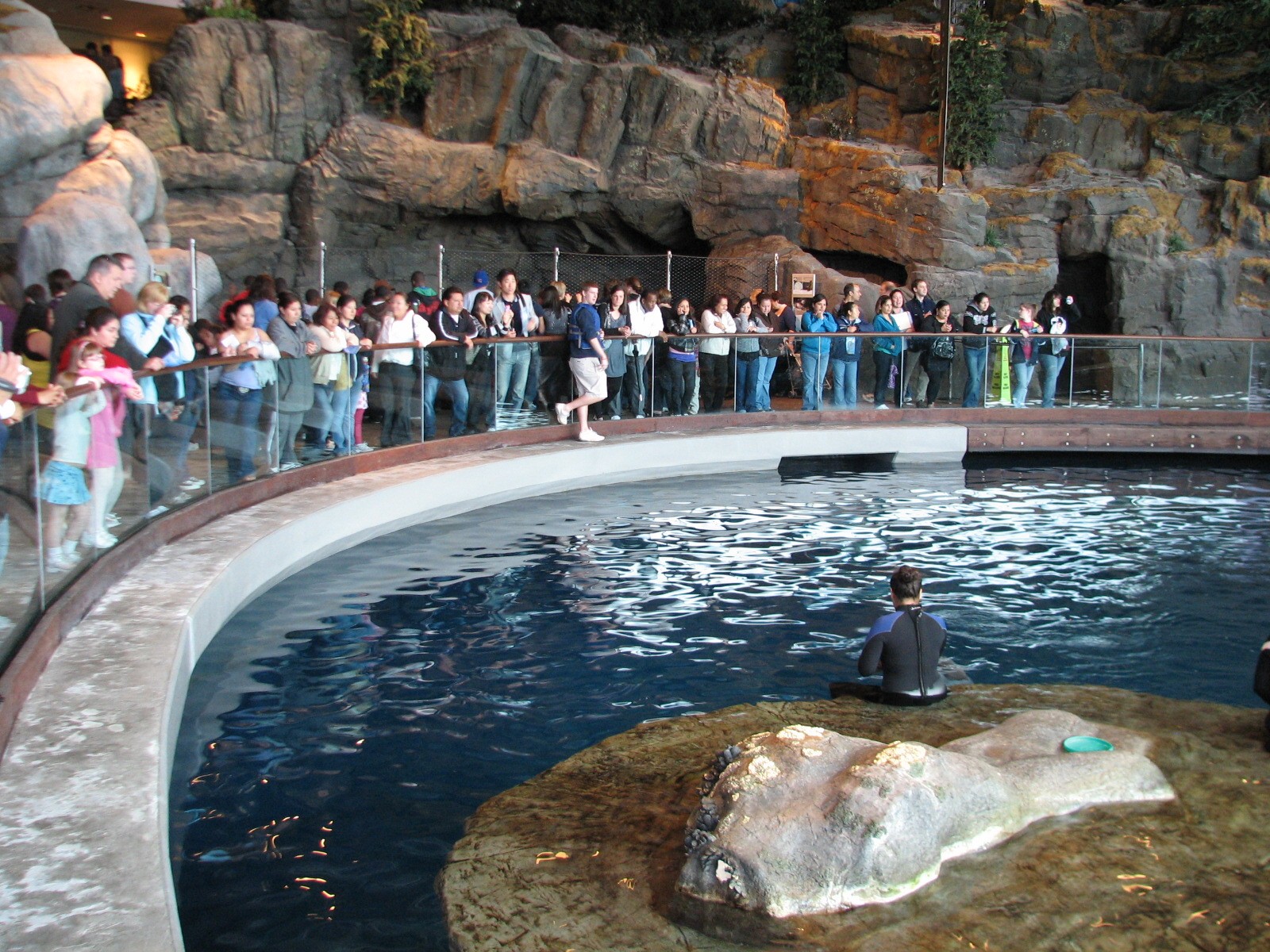 Oceanarium - Beluga Whale Exhibit