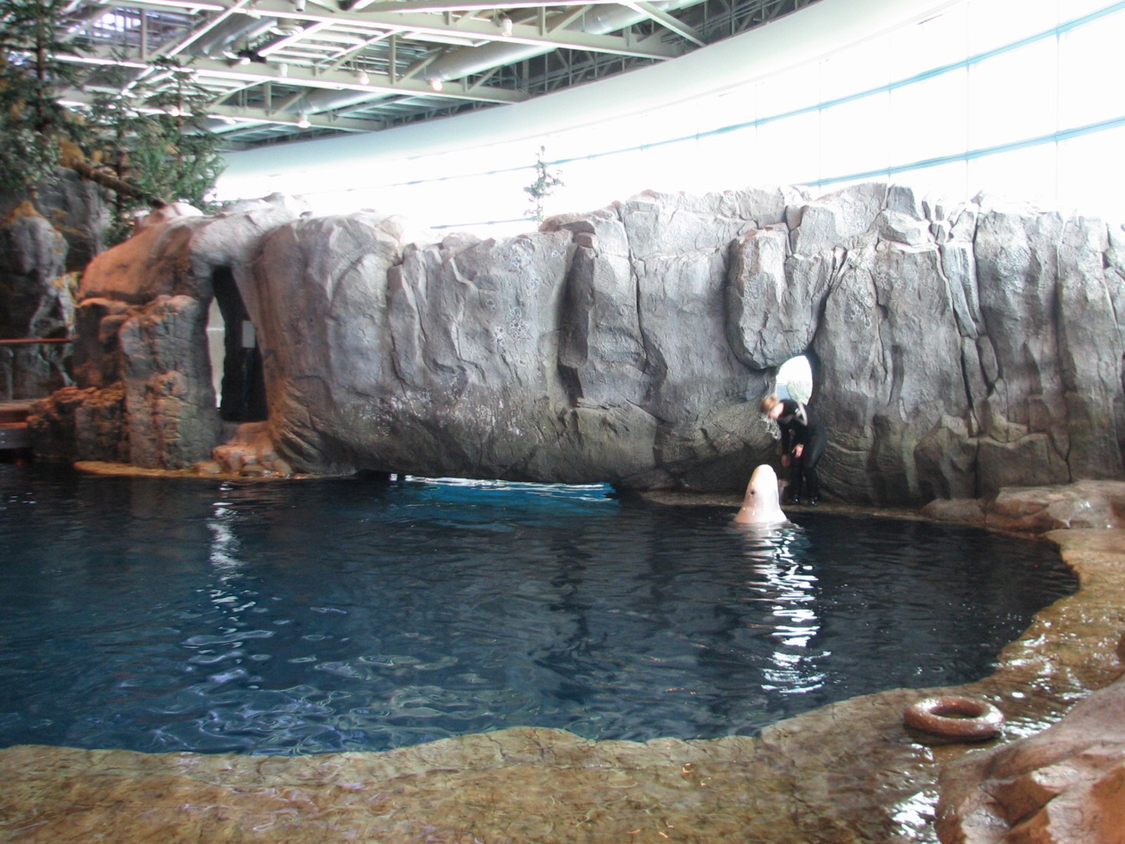 Oceanarium - Beluga Whale Exhibit
