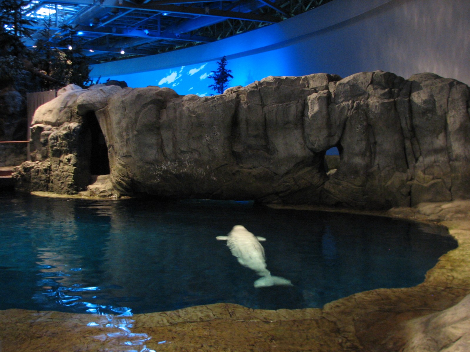 Oceanarium - Beluga Whale Exhibit