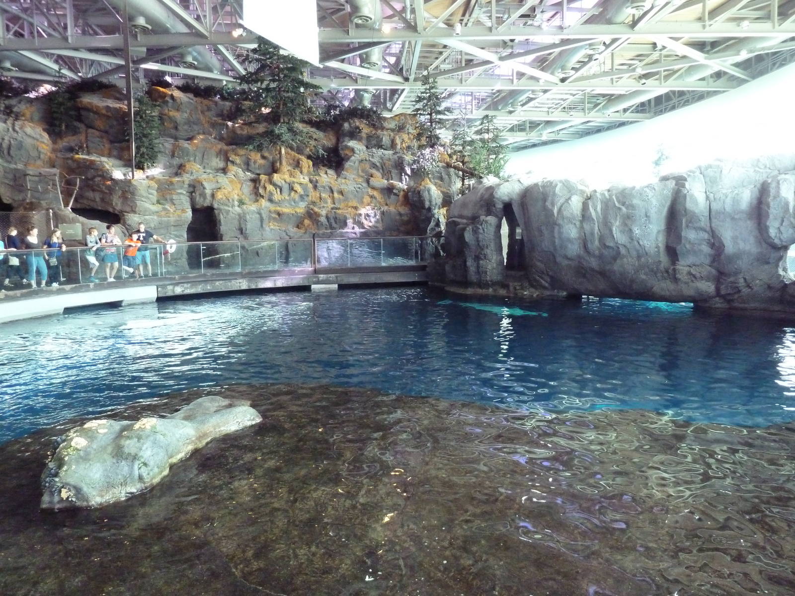 Oceanarium - Beluga Whale Exhibit