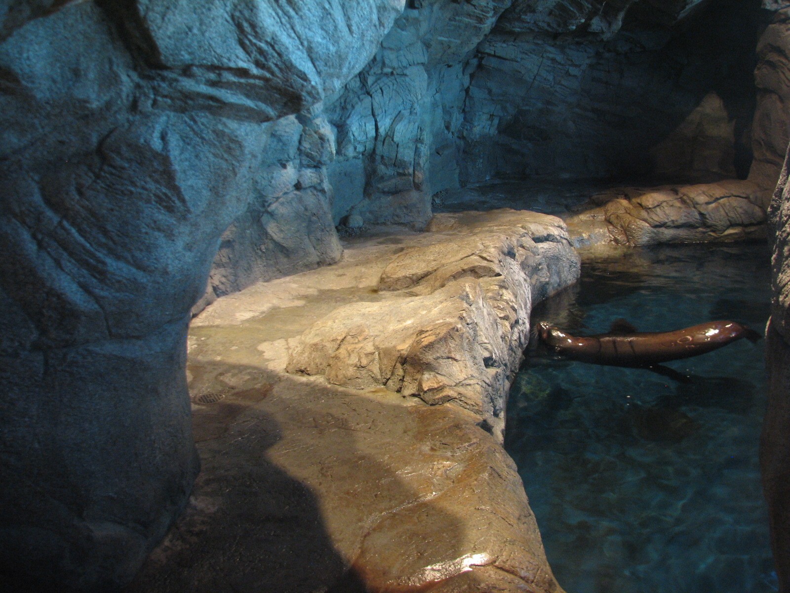 Oceanarium - California Sea Lion Exhibit