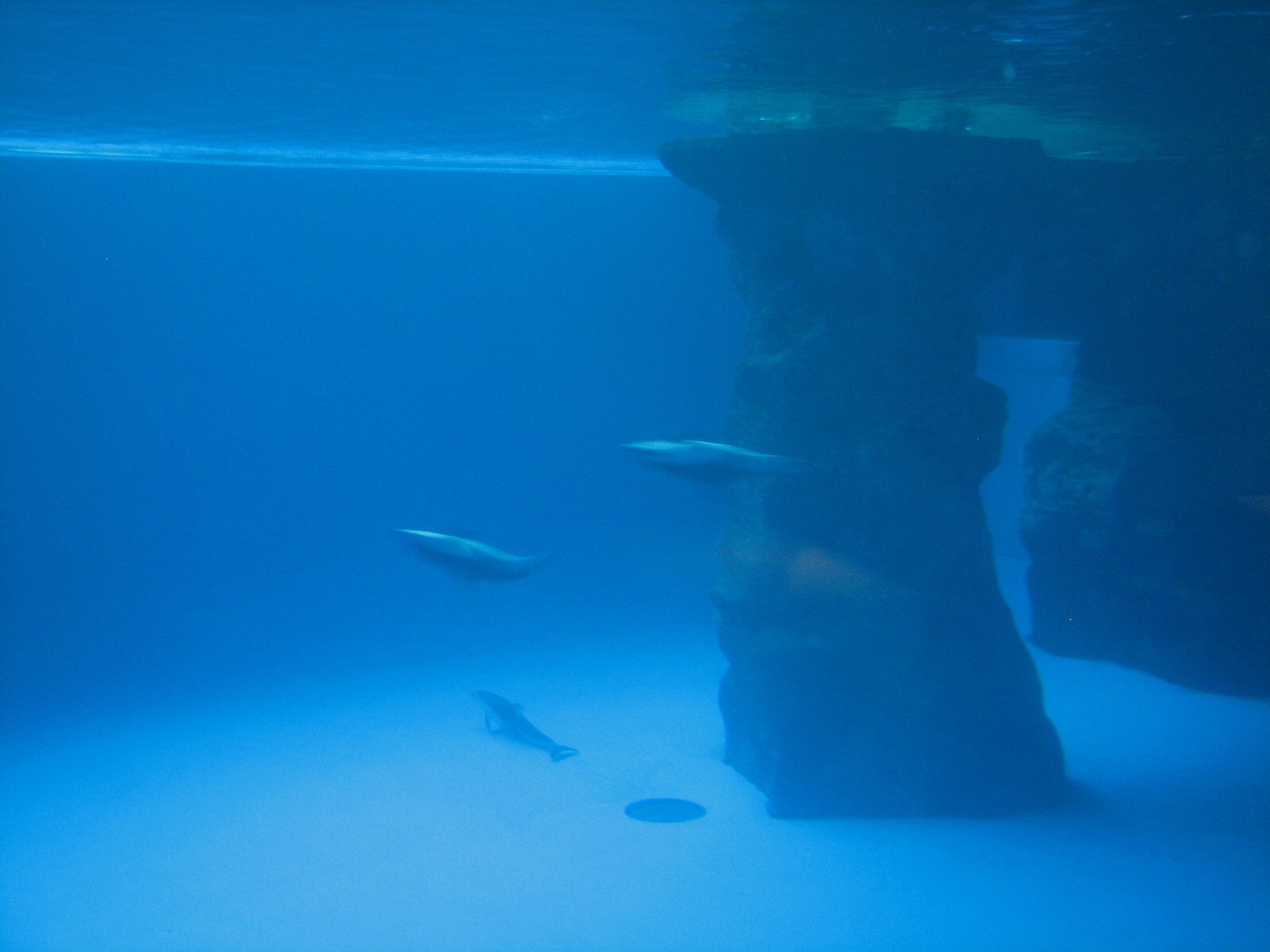 Oceanarium - Deep Ocean - Pacific White-sided Dolphin Underwater View