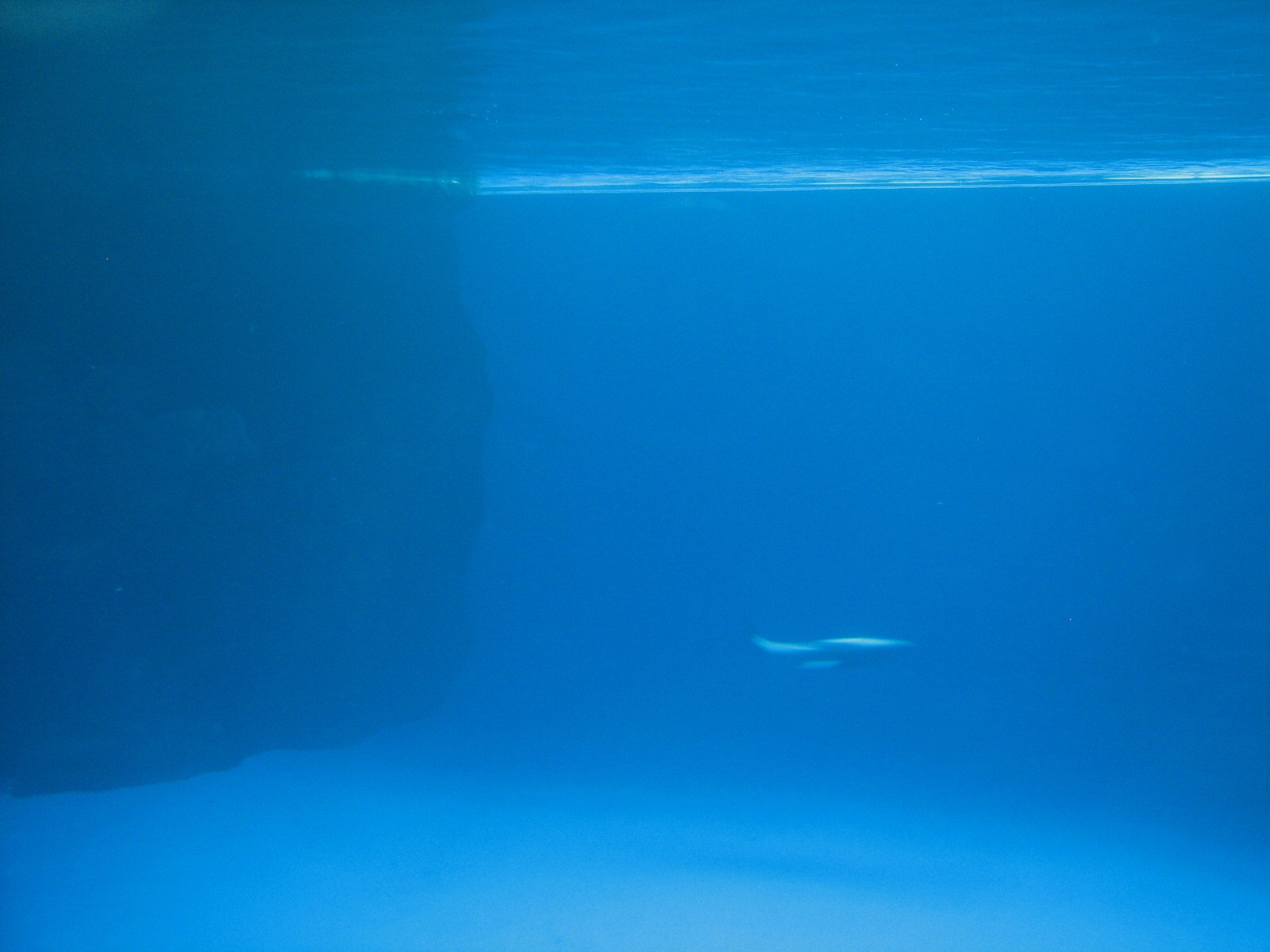 Oceanarium - Deep Ocean - Pacific White-sided Dolphin Underwater View