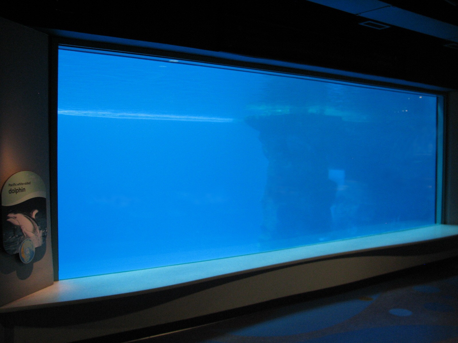 Oceanarium - Deep Ocean - Pacific White-sided Dolphin Underwater Viewing Ar