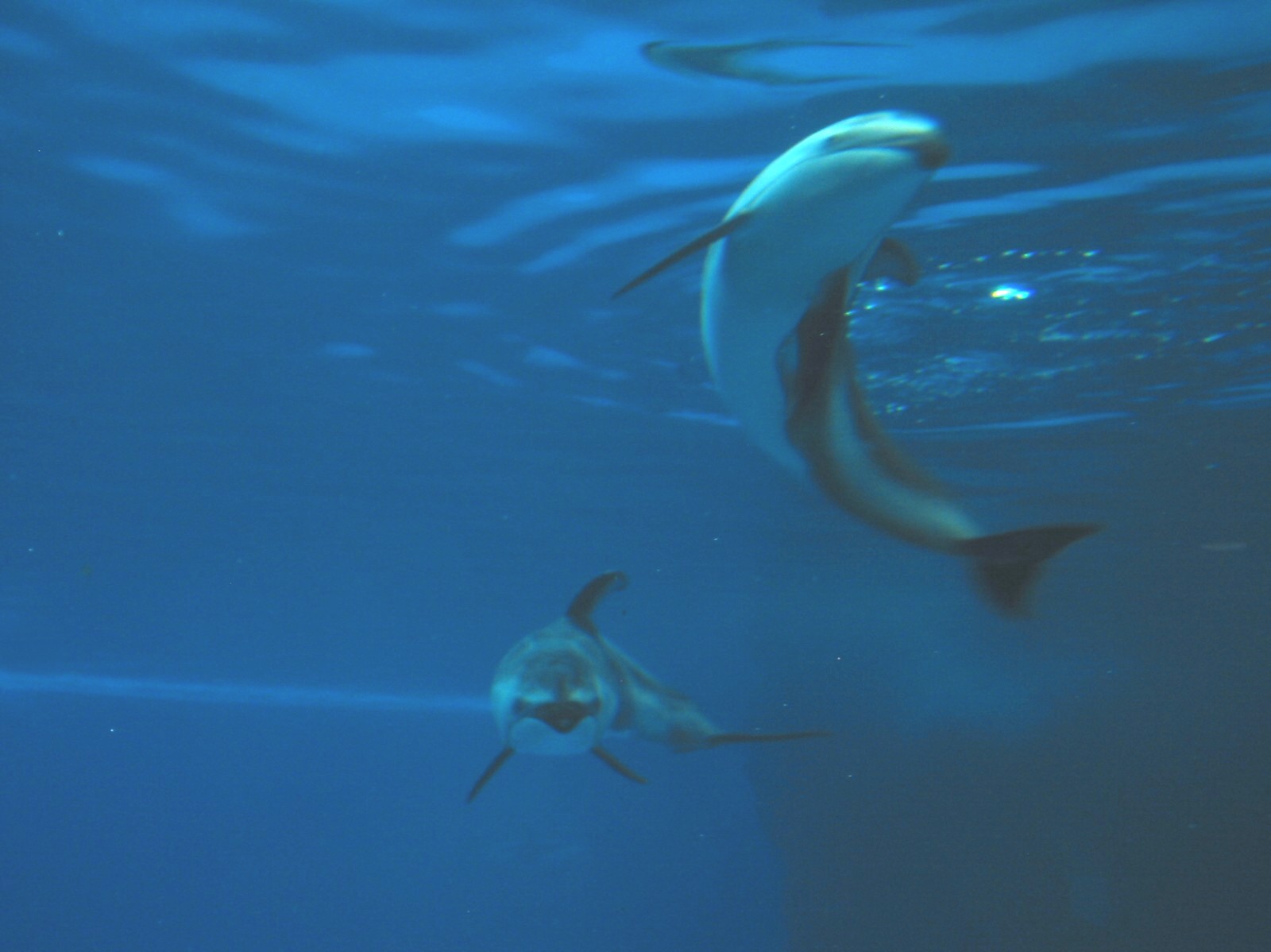Oceanarium - Deep Ocean - Pacific White-sided Dolphin