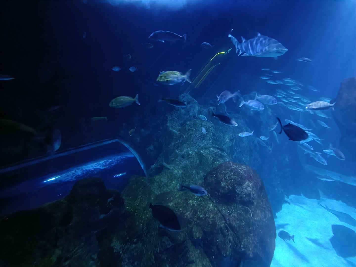 Oceanarium exhibit - Bioparc Acuario de Gijón