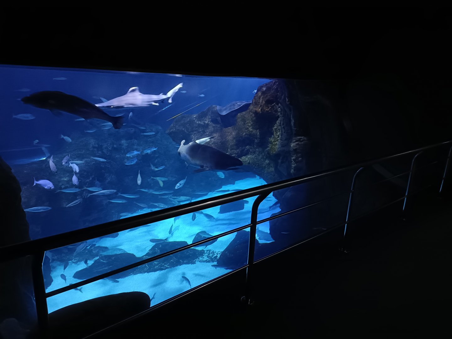 Oceanarium exhibit - Bioparc Acuario de Gijón