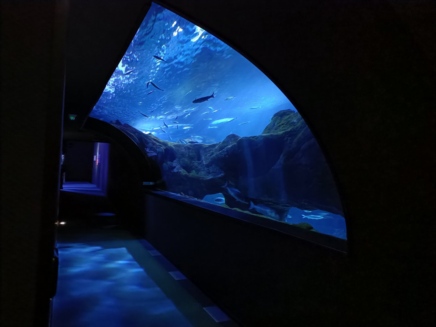 Oceanarium exhibit - Bioparc Acuario de Gijón