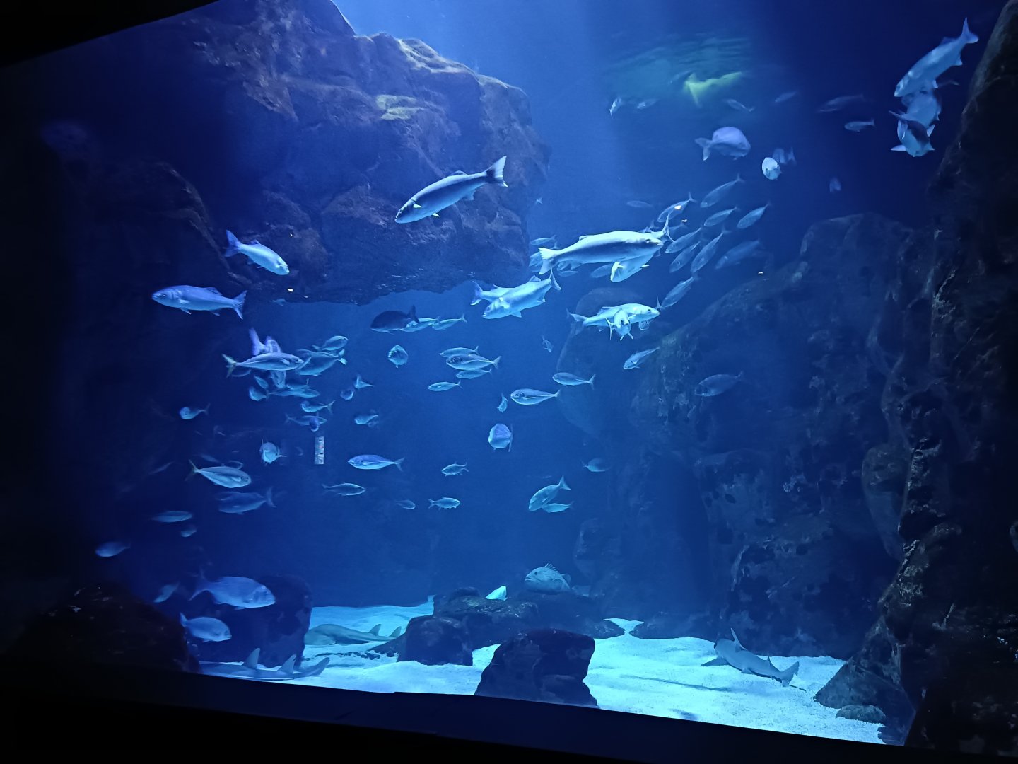 Oceanarium exhibit - Bioparc Acuario de Gijón