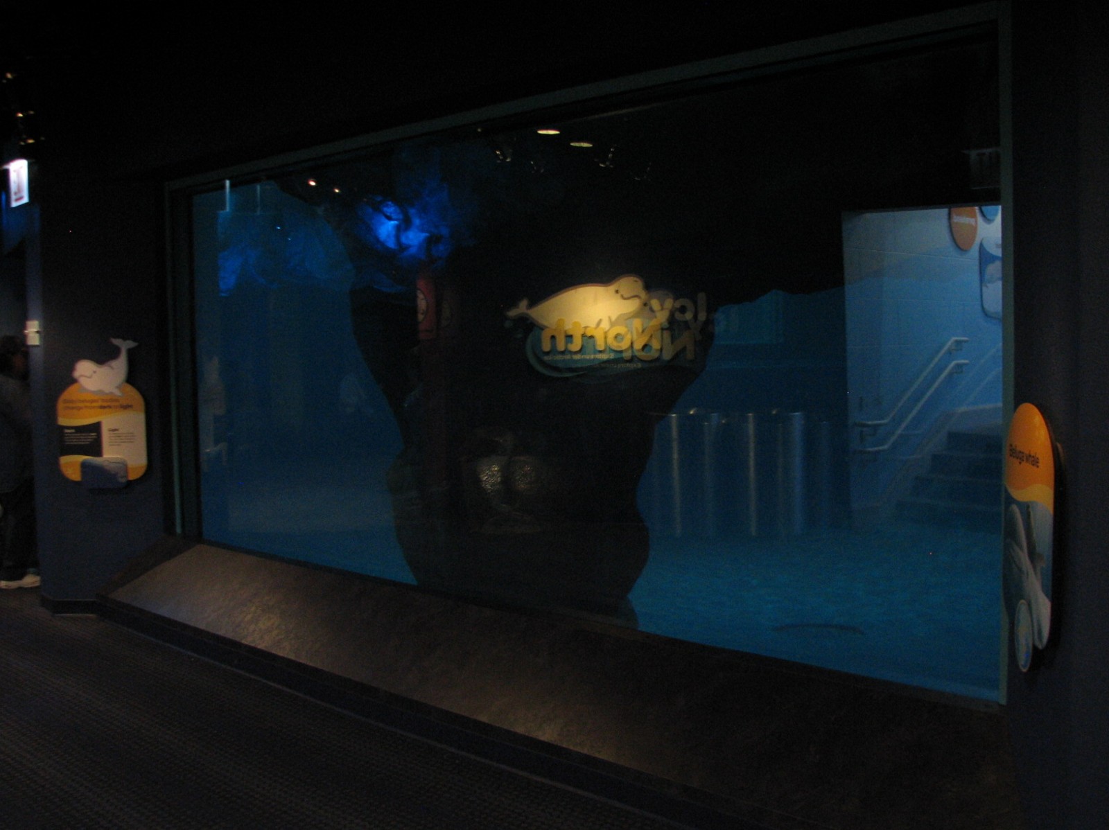 Oceanarium - Icy North - Beluga Whale Exhibit Underwater Viewing