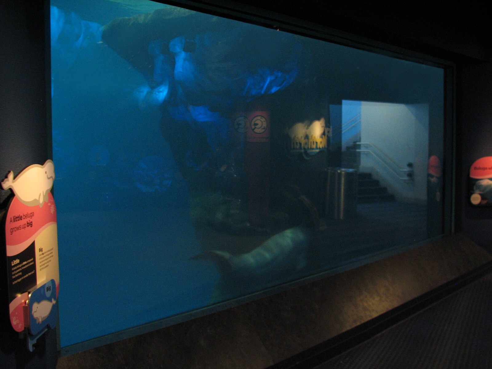 Oceanarium - Icy North - Beluga Whale Exhibit Underwater Viewing