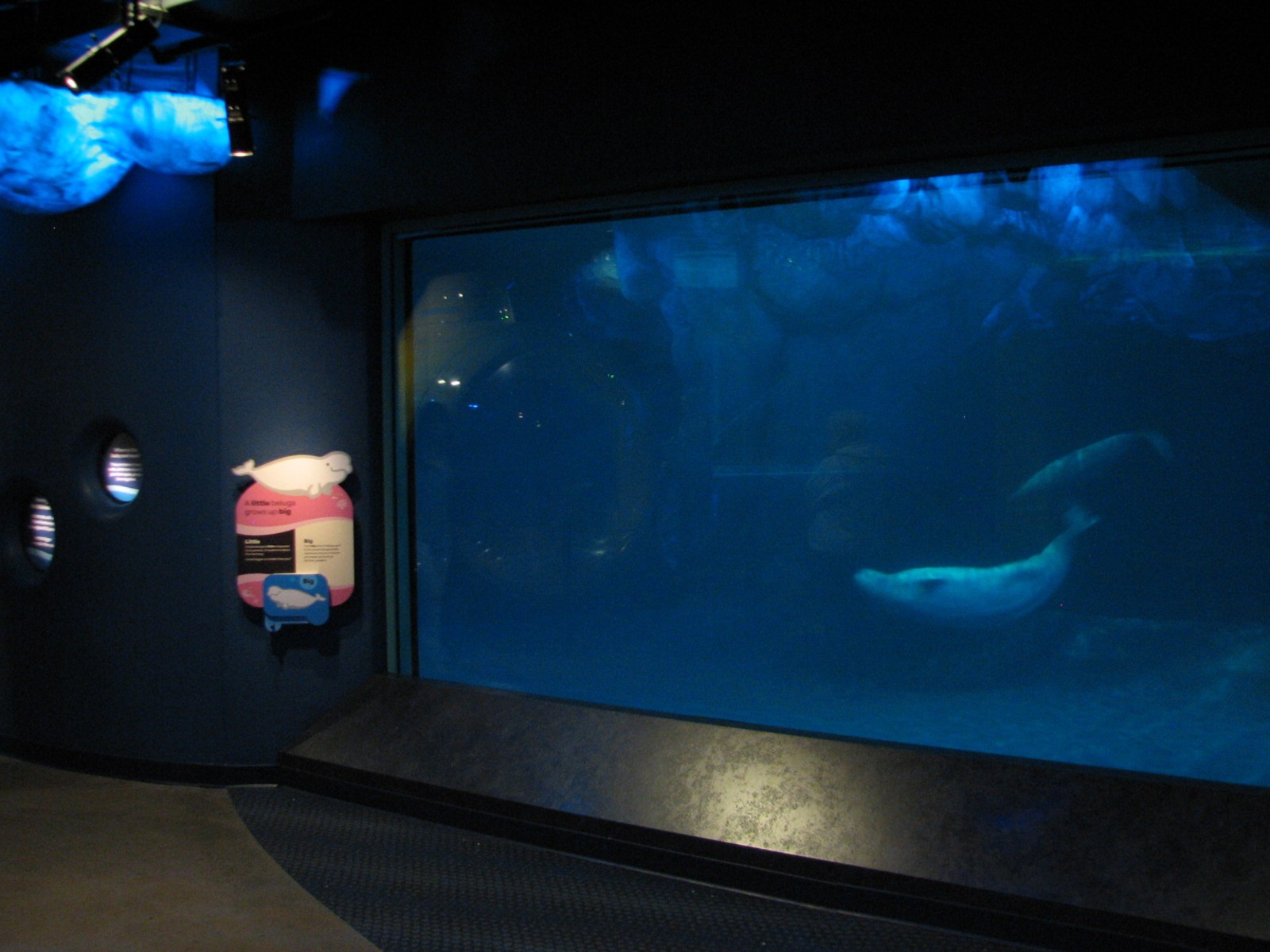 Oceanarium - Icy North - Beluga Whale Exhibit Underwater Viewing