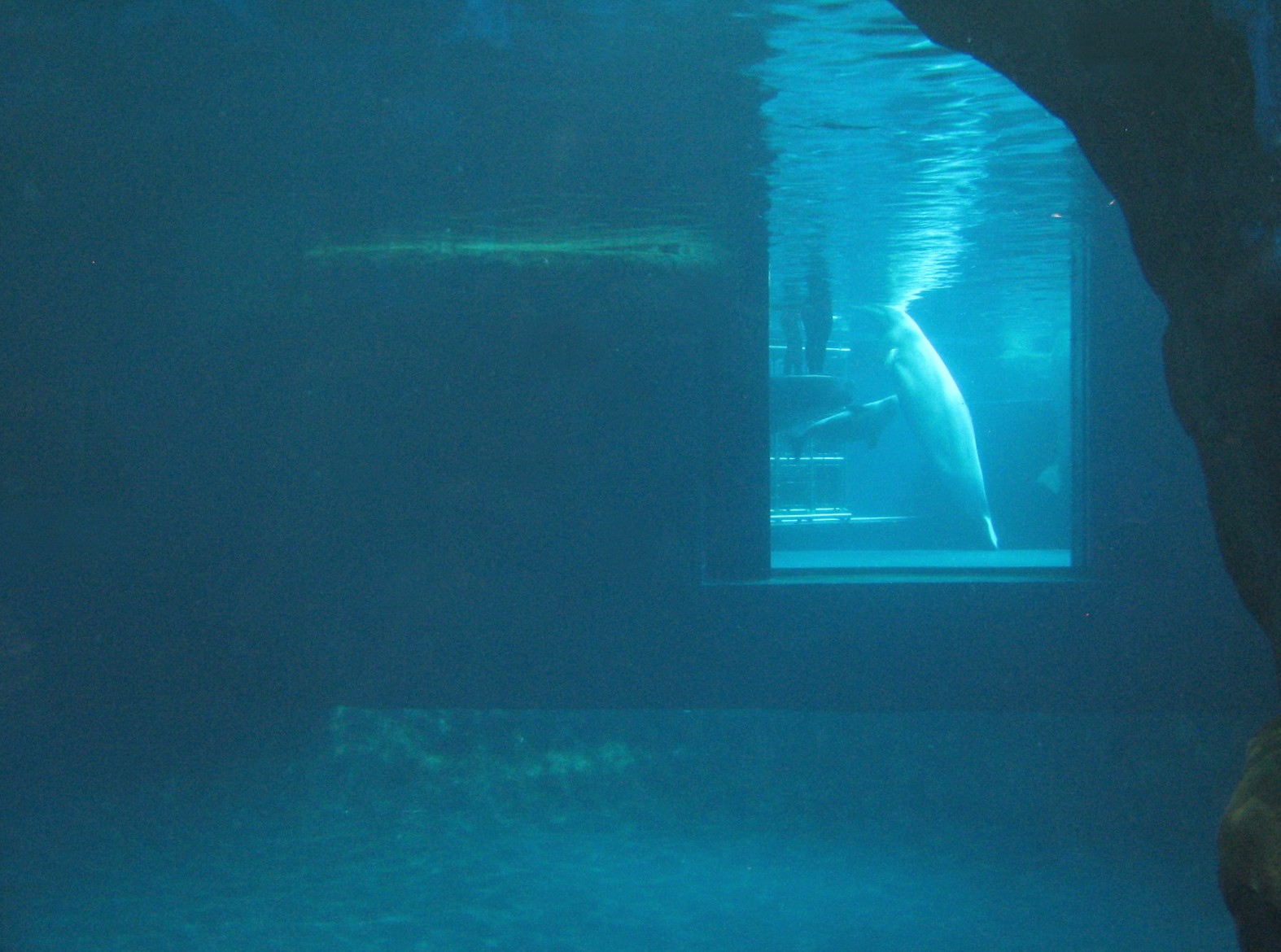 Oceanarium - Icy North - Beluga Whale Exhibit Underwater Viewing