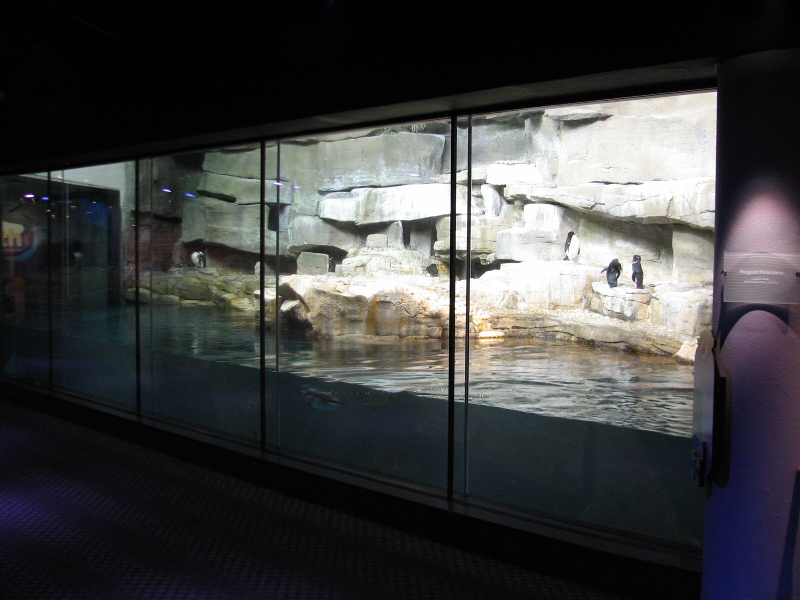 Oceanarium - Icy South - Penguin Exhibit