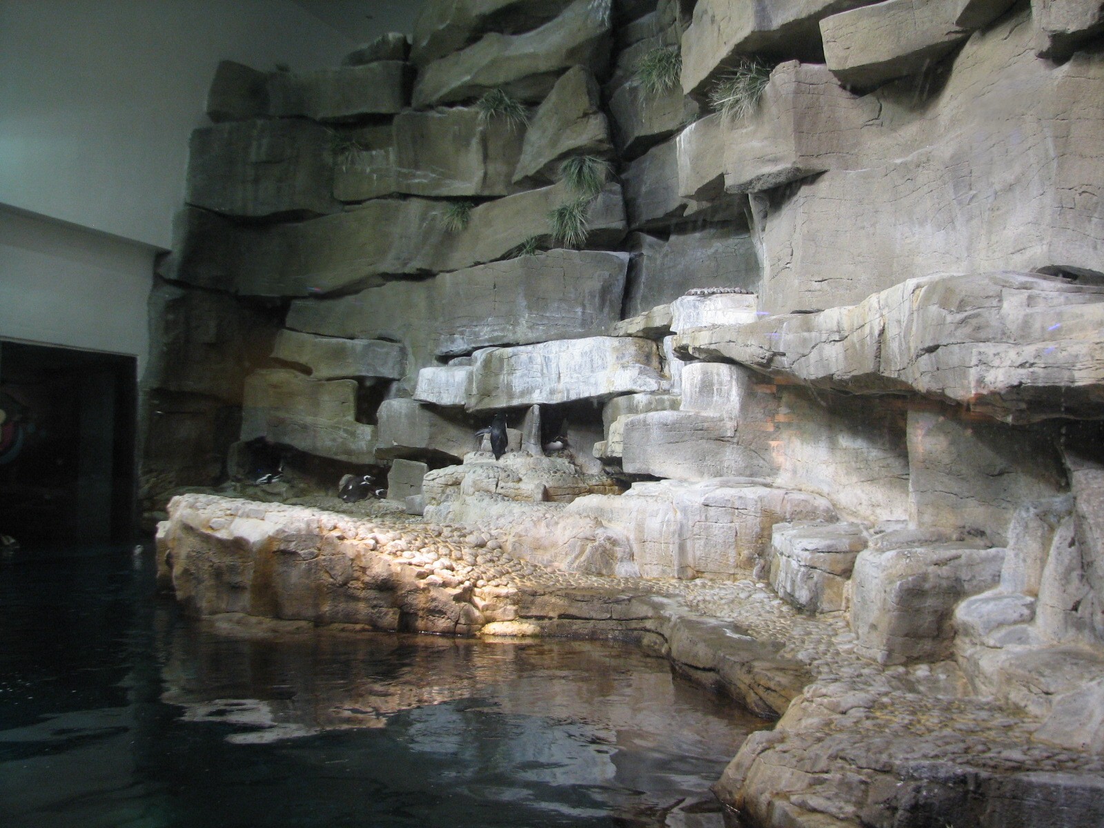 Oceanarium - Icy South - Penguin Exhibit