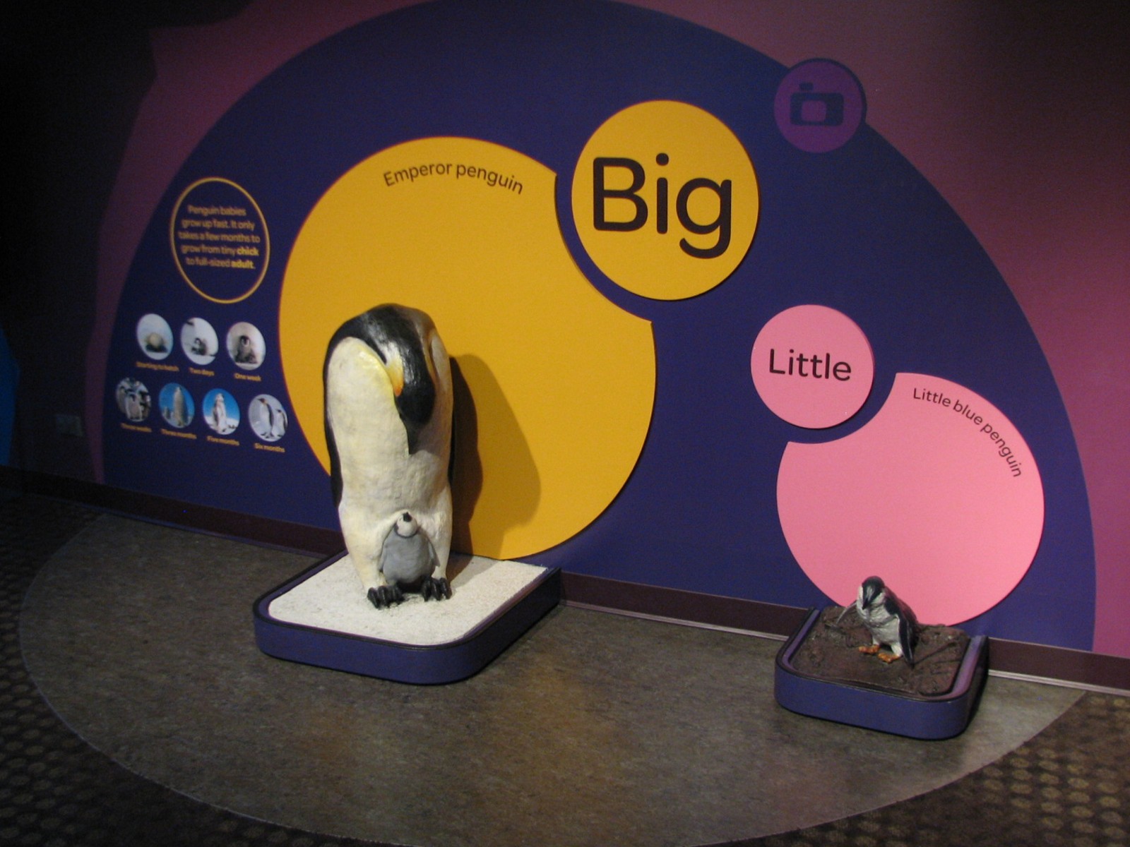 Oceanarium - Icy South - Play Area