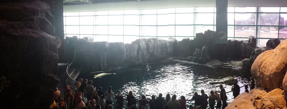 Oceanarium - Pacific Northwest - Beluga Whale Exhibit