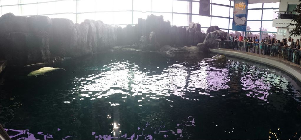 Oceanarium - Pacific Northwest - Beluga Whale Exhibit