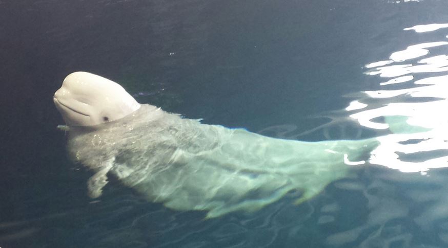 Oceanarium - Pacific Northwest - Beluga Whale