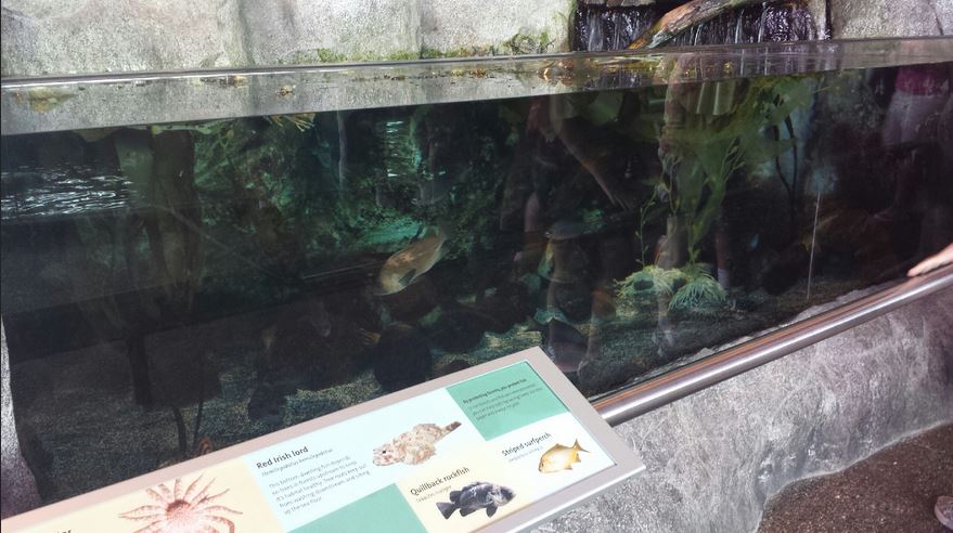 Oceanarium - Pacific Northwest Exhibit