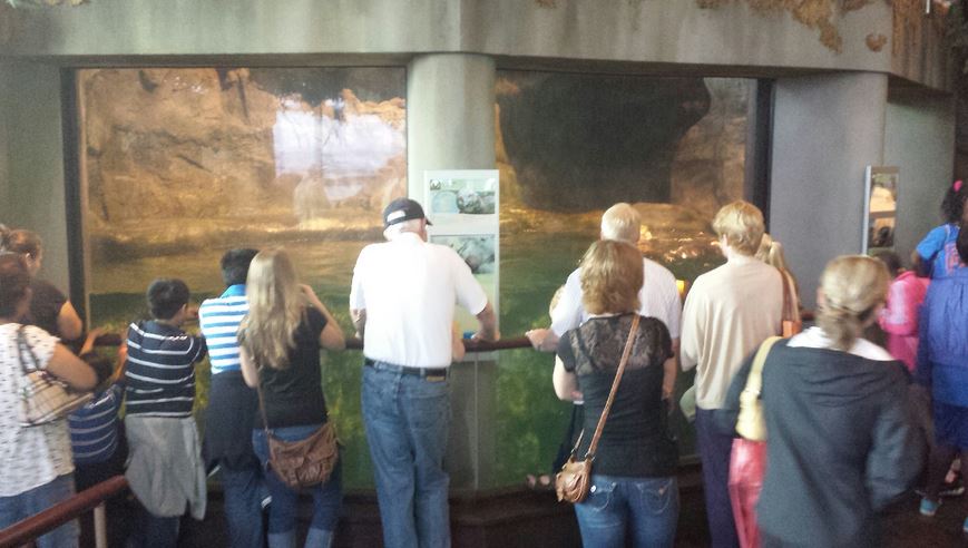 Oceanarium - Pacific Northwest - Sea Otter Exhibit