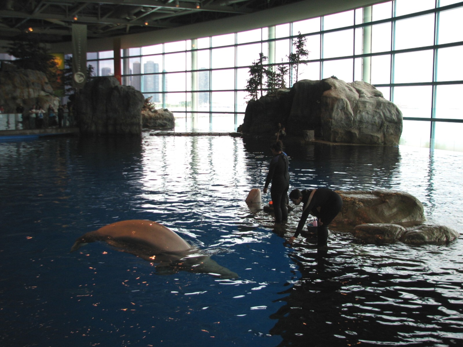 Oceanarium -  Pacific White-sided Dolphin Exhibit with Beluga Whale