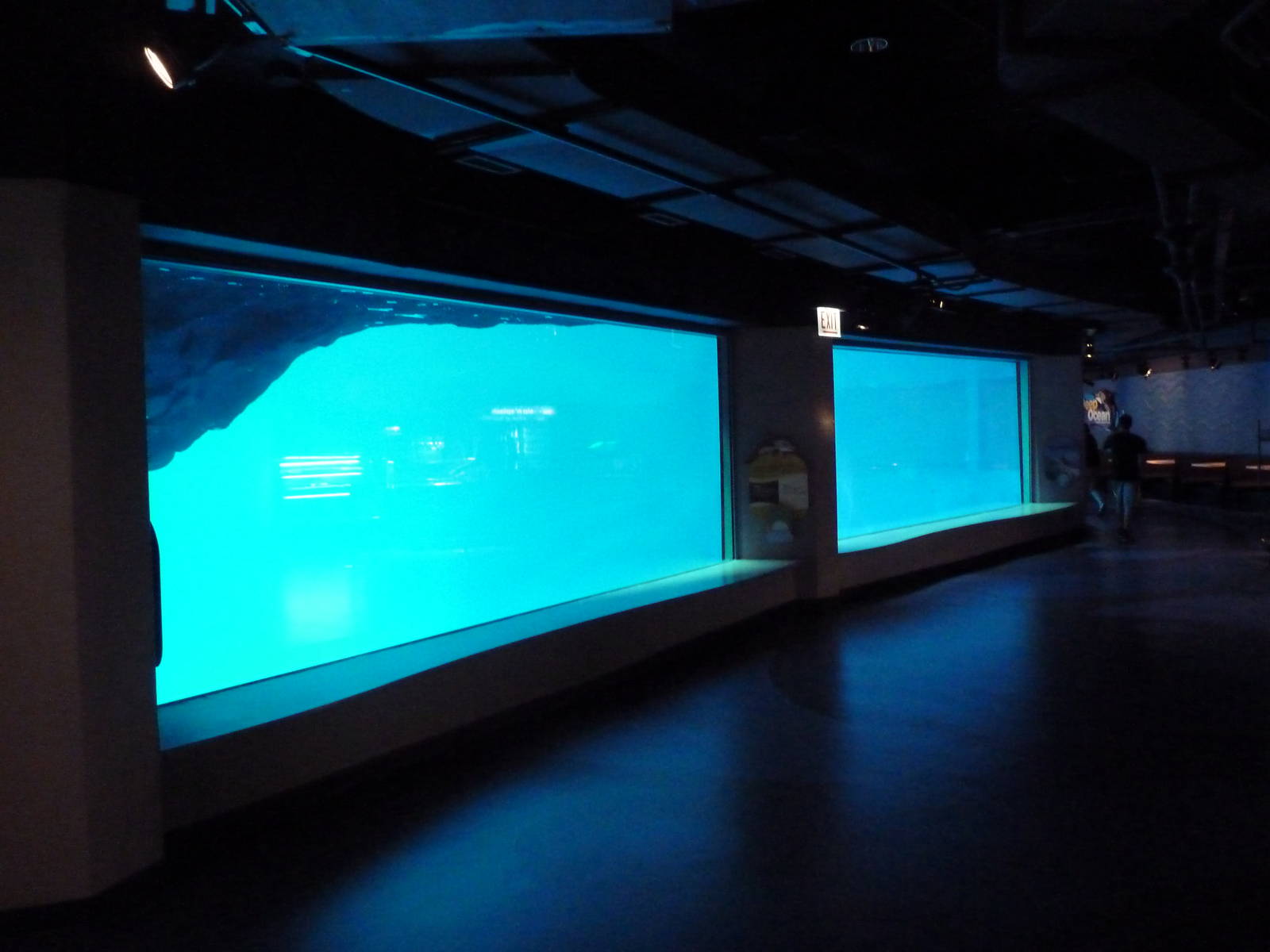 Oceanarium - Pacific White-Sided Dolphin Exhibit