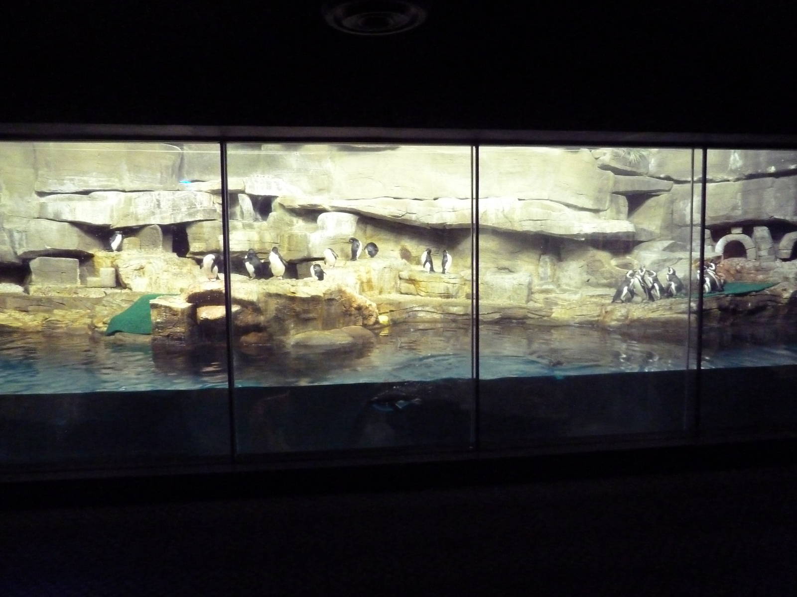 Oceanarium - Rockhopper + Magellanic Penguin Exhibit