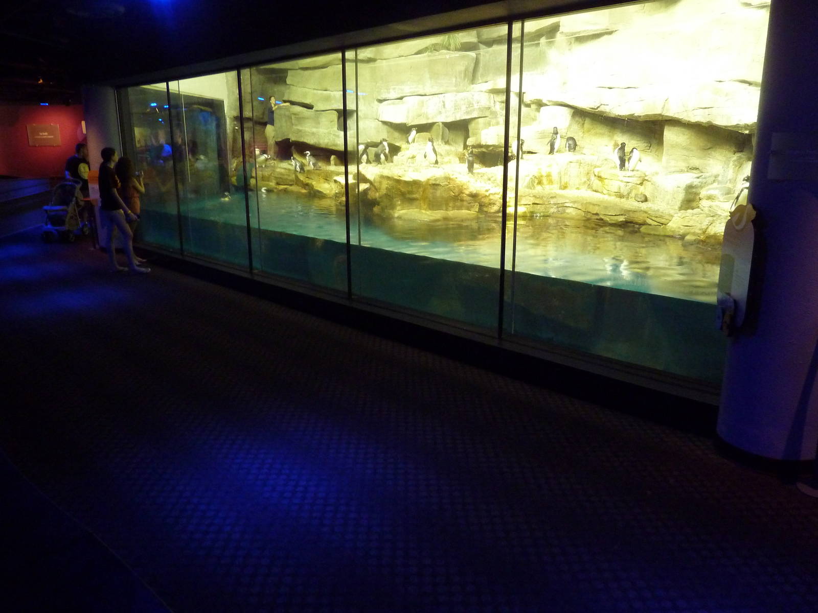 Oceanarium - Rockhopper + Magellanic Penguin Exhibit