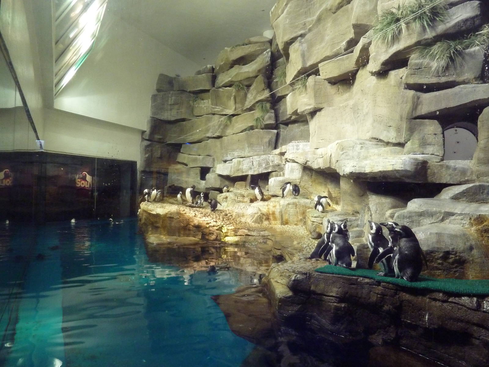 Oceanarium - Rockhopper + Magellanic Penguin Exhibit