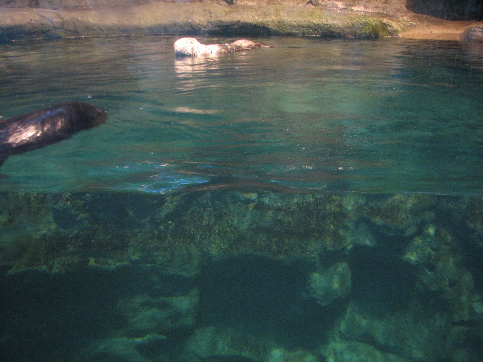 Oceanarium - Sea Otter Exhibit