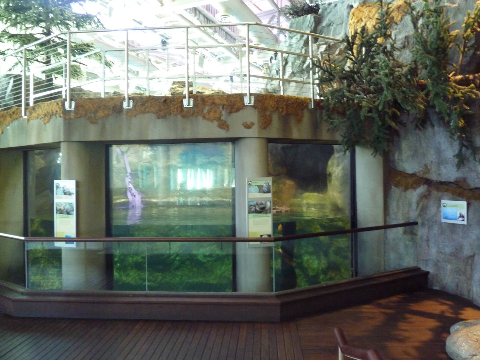 Oceanarium - Sea Otter Exhibit