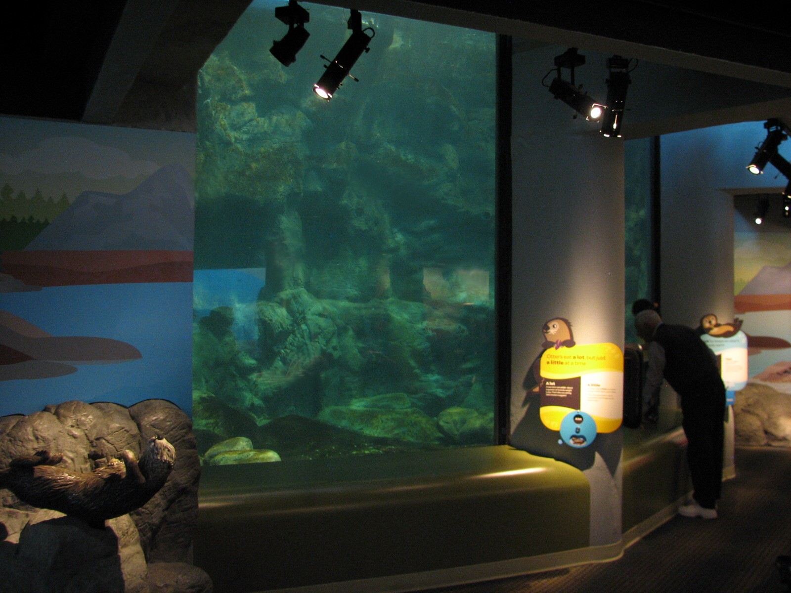 Oceanarium - Shallow Ocean - Sea Otter Underwater Viewing Area