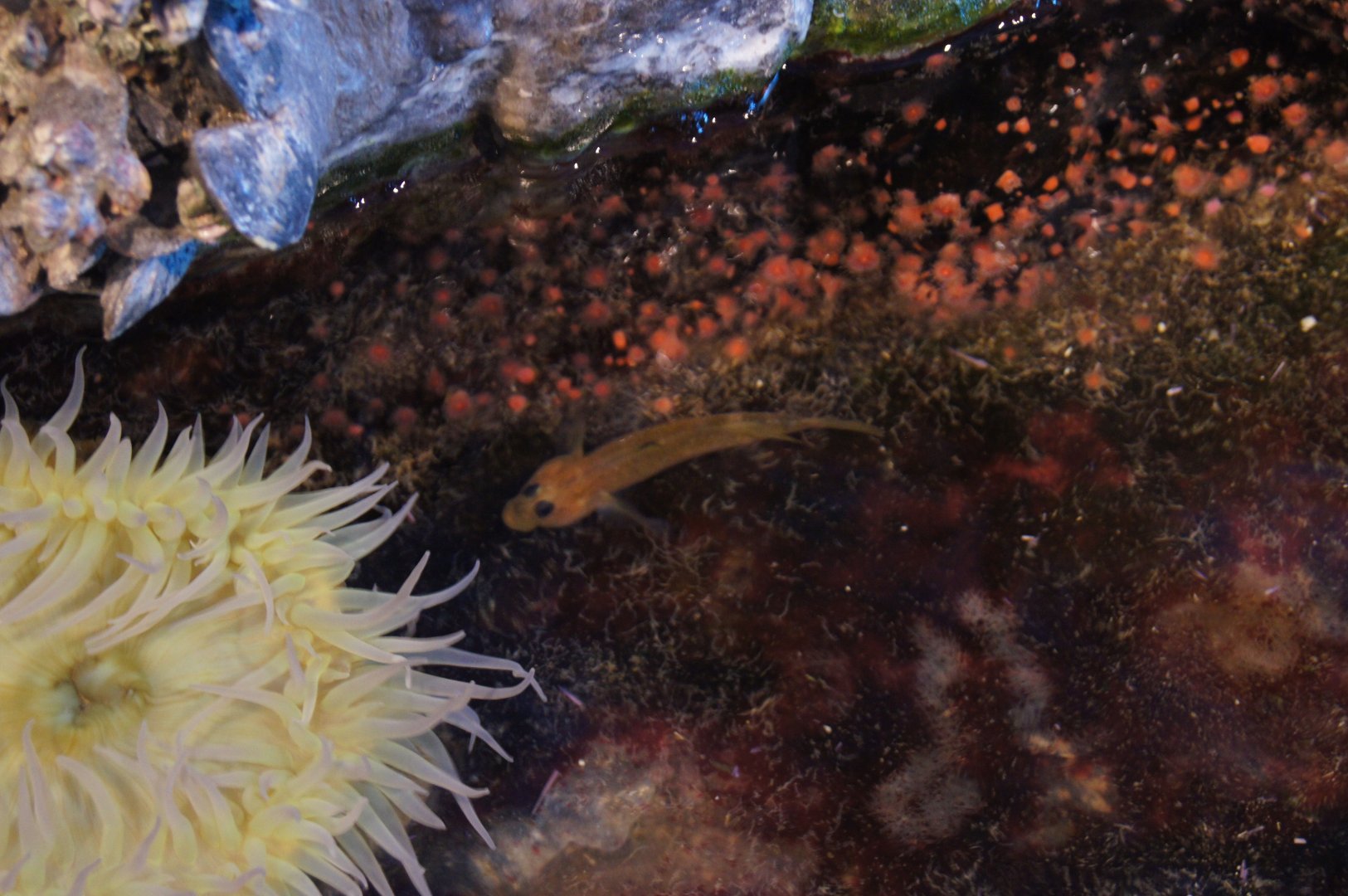 Oceanarium Tide Pool - Blackeye Goby