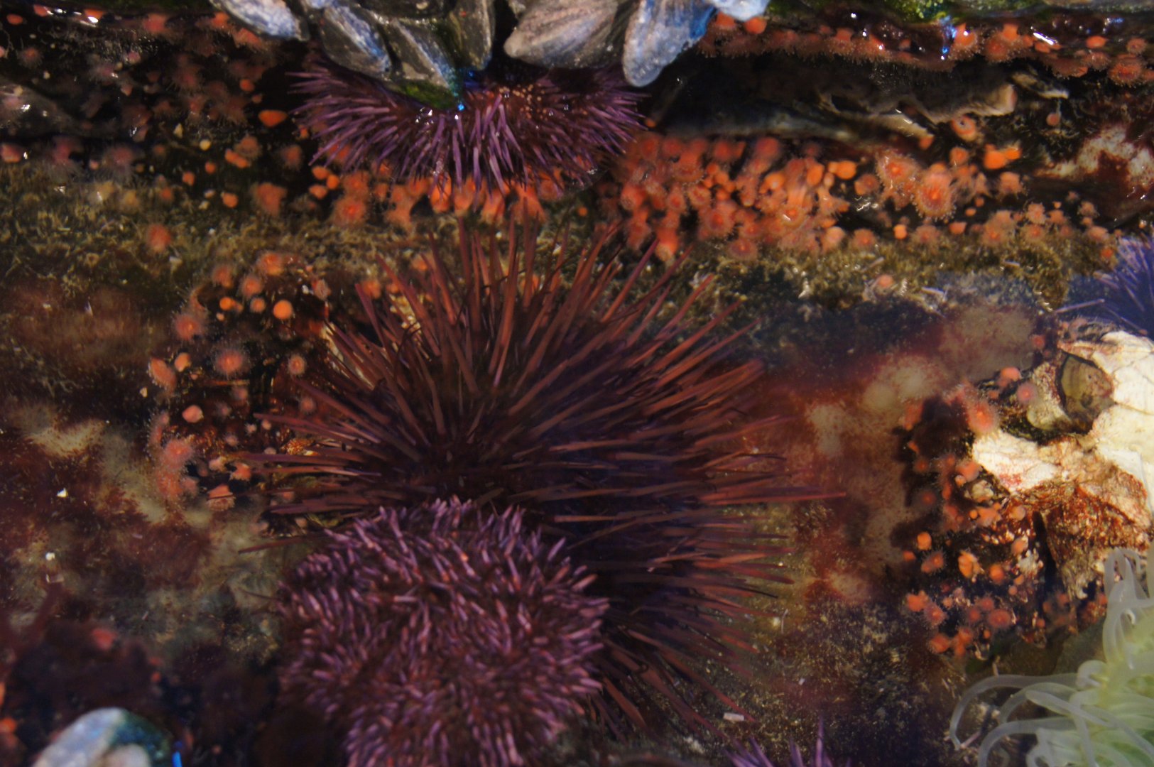 Oceanarium Tide Pool - Purple Sea Urchin