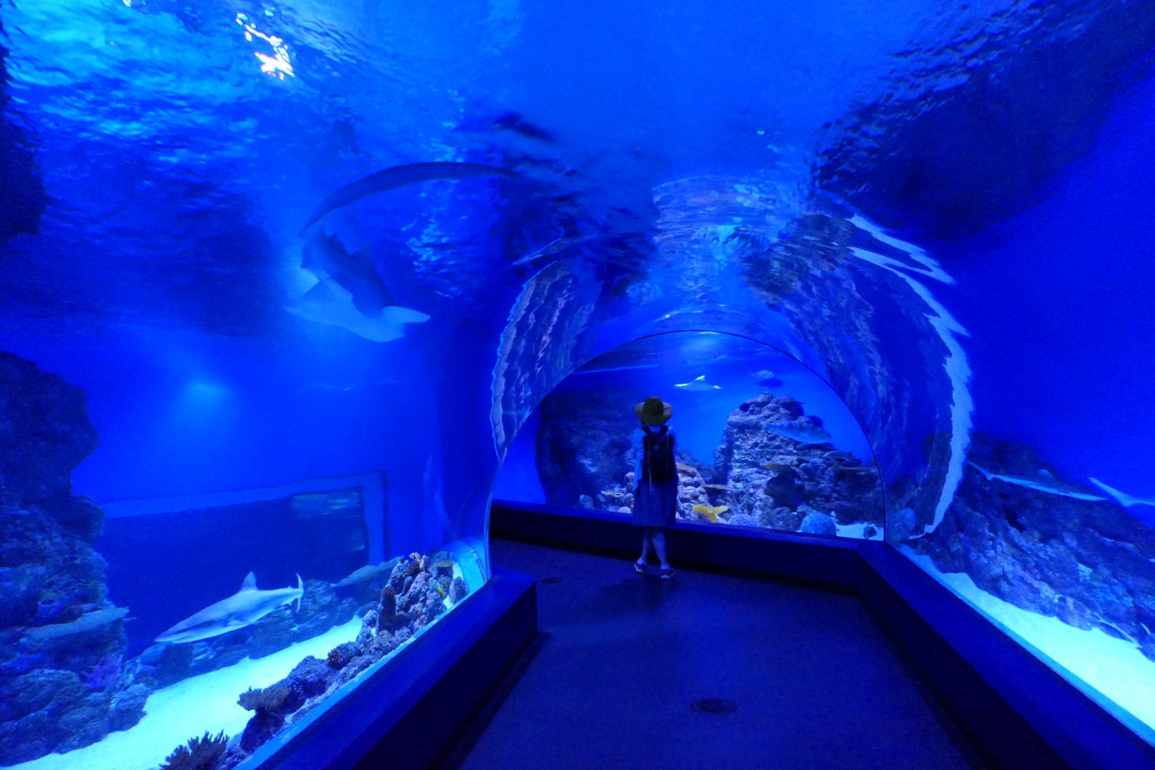 Oceanarium tunnel