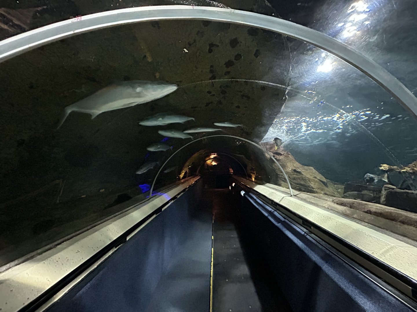 Oceanarium Tunnel