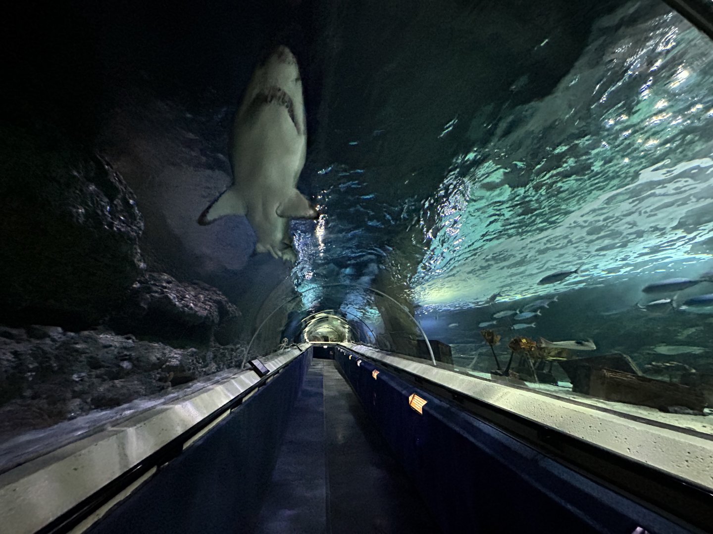 Oceanarium Tunnel