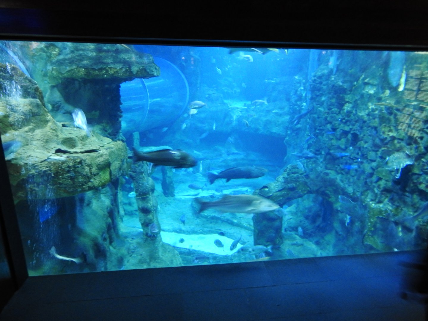 Oceanarium