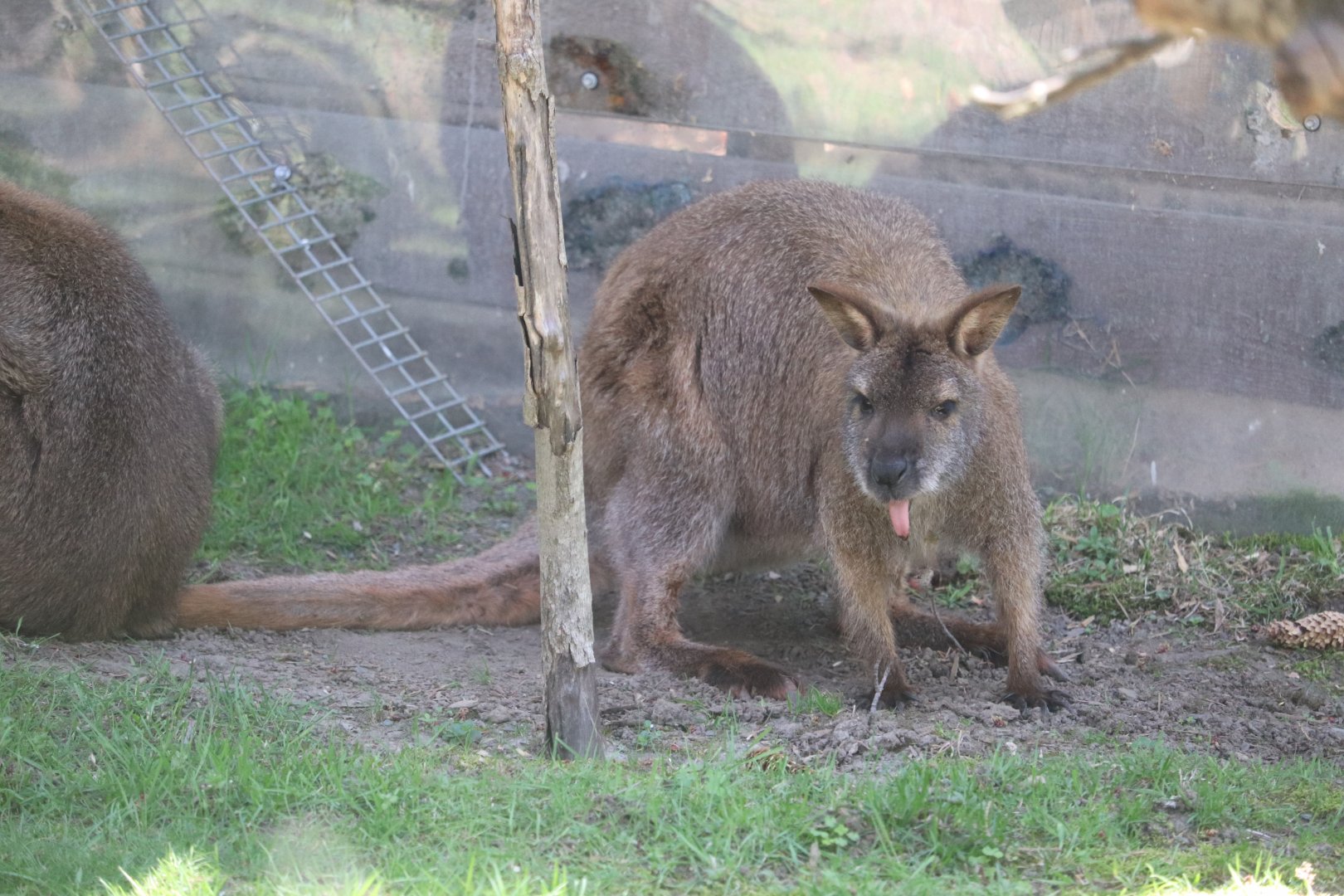 Oceania - Bennett's Wallaby